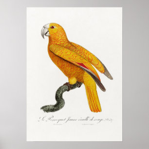 Parrot Poster