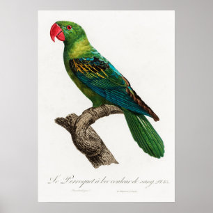 Parrot Poster