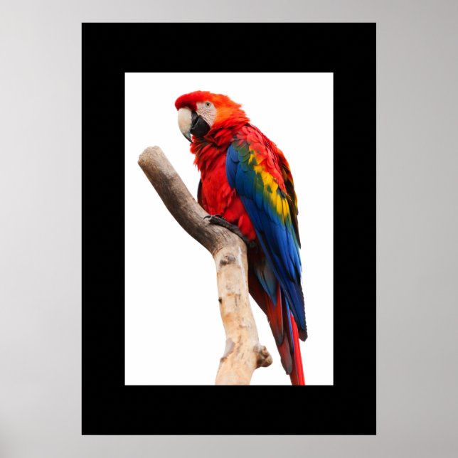 Parrot Poster (Front)