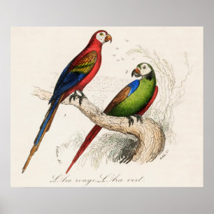 Parrot Poster