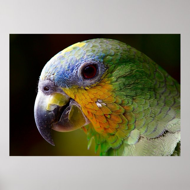 Parrot Poster (Front)