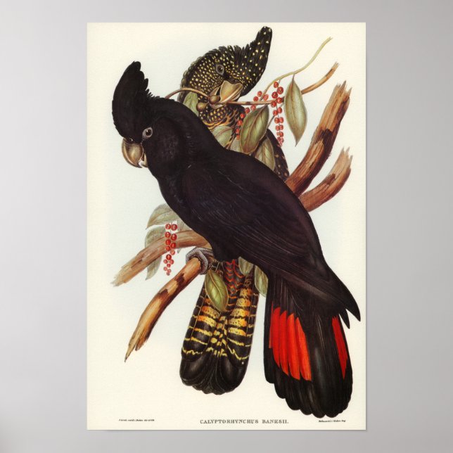 Parrot Poster (Front)