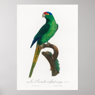 Parrot Poster