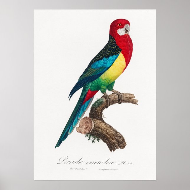 Parrot Poster (Front)