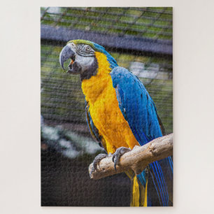 Parrot Puzzle