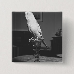 Parrot sitting on candlestick B&W 15 Cm Square Badge