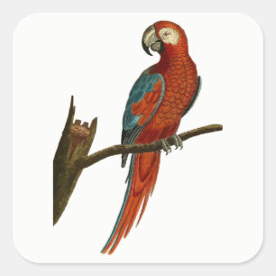 Parrot Square Sticker