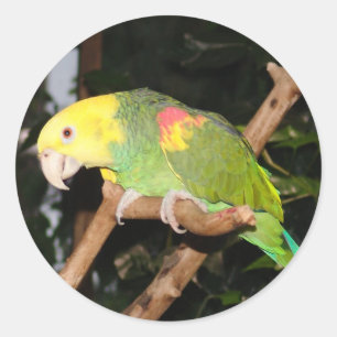 Parrot sticker