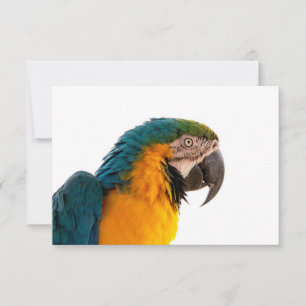 Parrot thank you card