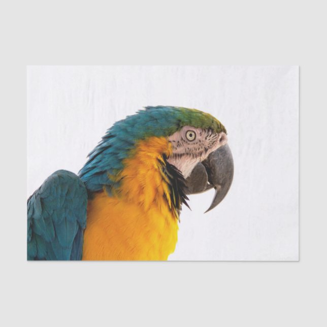 Parrot   tissue paper (Front)