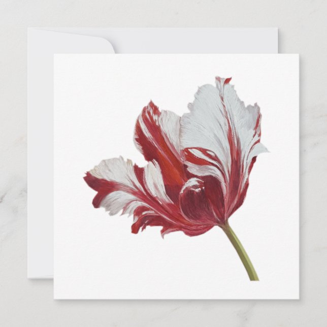 Parrot Tulip 10x  Card (Front)