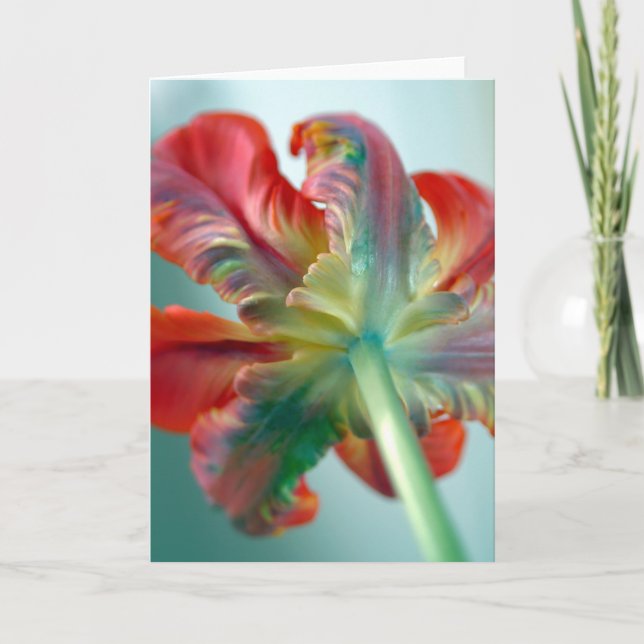 parrot tulip card (Front)