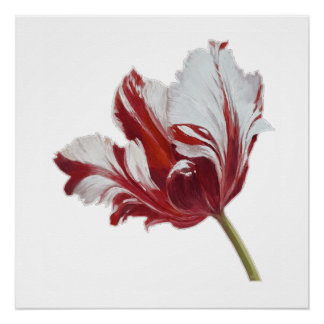 Parrot Tulip Fine Art Print