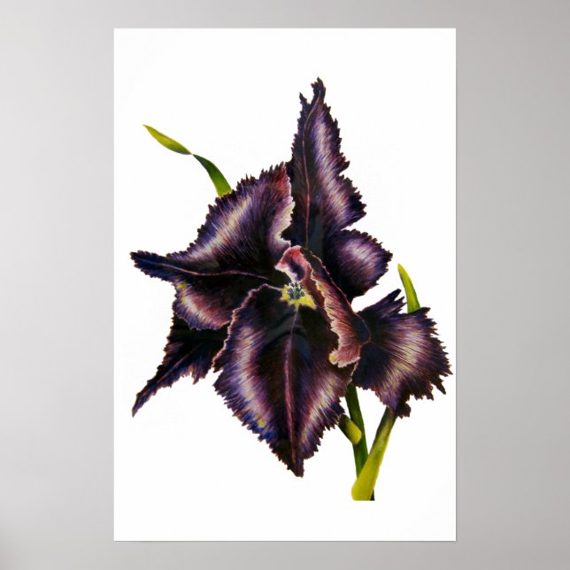 Parrot Tulip Fine Art Print (Front)