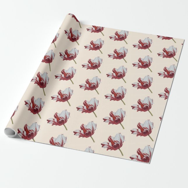 Parrot Tulip  Wrapping Paper (Unrolled)