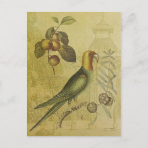Parrot with Plums Postcard
