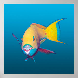 Parrotfish Close-up! Gradient blue background Poster
