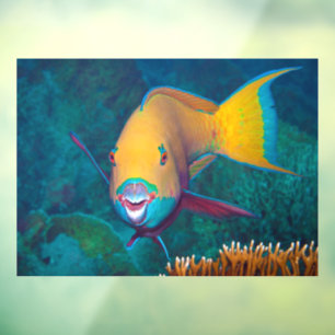 Parrotfish - Striking Make-Up! Colourful photo