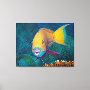 Parrotfish - Striking Make-Up! Colourful photo Canvas Print