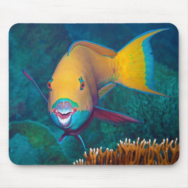 Parrotfish - Striking Make-Up! Colourful photo |  Mouse Pad (Front)