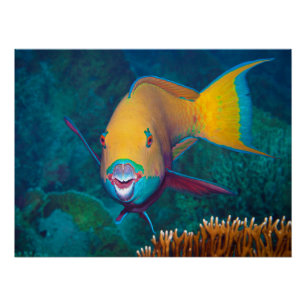 Parrotfish - Striking Make-Up! Colourful photo    Poster