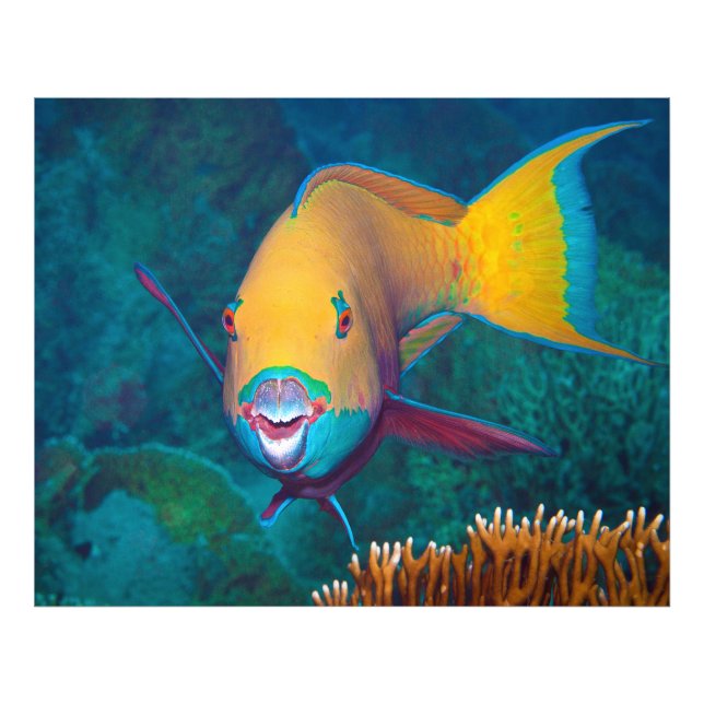 Parrotfish - Striking Make-Up! Colourful photo |  Print (Front)