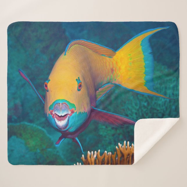 Parrotfish - Striking Make-Up! Colourful photo |  Sherpa Blanket (Front (Horizontal))