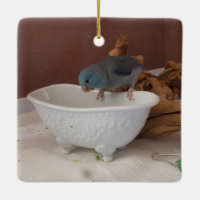 Parrotlet Bath