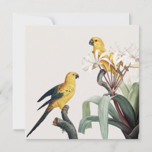Parrots 