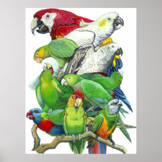 Parrots and Parakeets Print