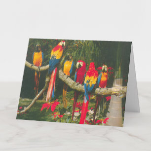 Parrots and Poinsettias Christmas Card