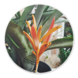 Parrot's Beak Heliconia Perennial Herb Ceramic Knob