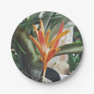 Parrot's Beak Heliconia Perennial Herb Paper Plate