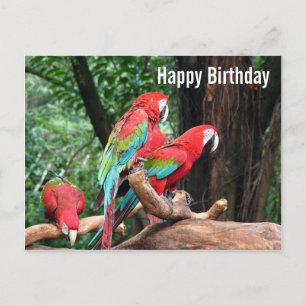 Parrots Happy Birthday card