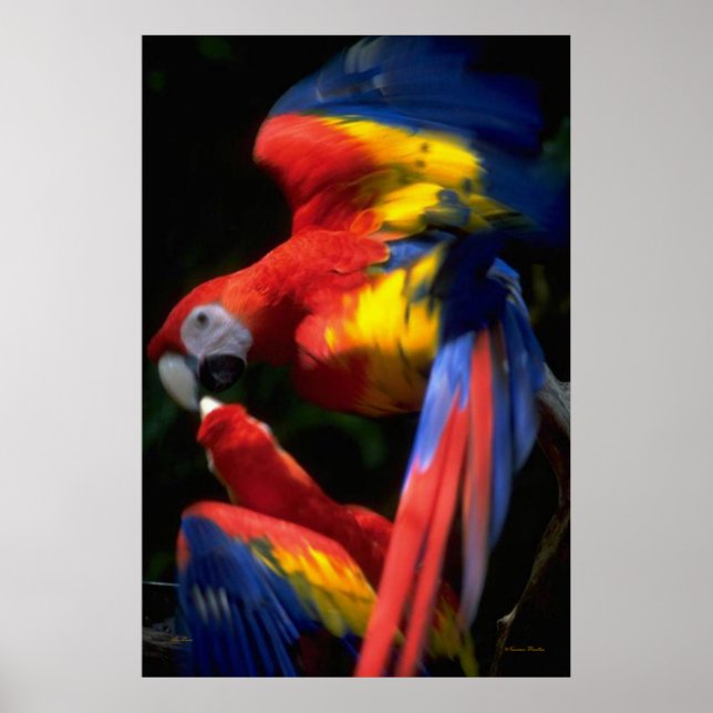 Parrots In Love Poster (Front)