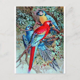 Parrots macaw wild birds colourful painting postcard