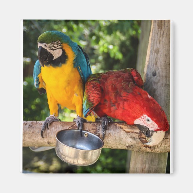 Parrots Playing Magnet (Front)