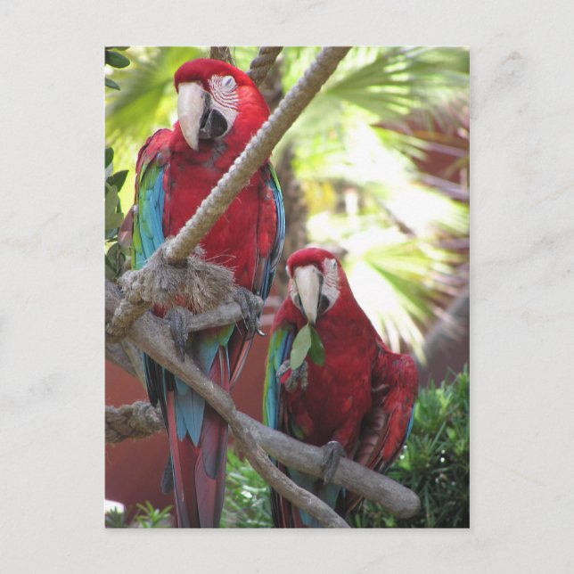 Parrots Postcard (Front)