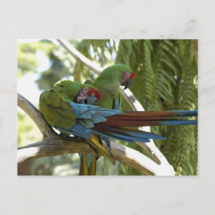 Parrots Postcard