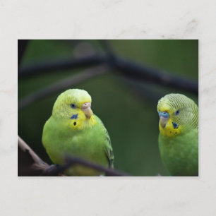 Parrots Postcard