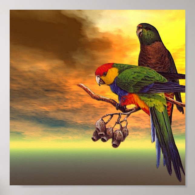 Parrots Poster (Front)