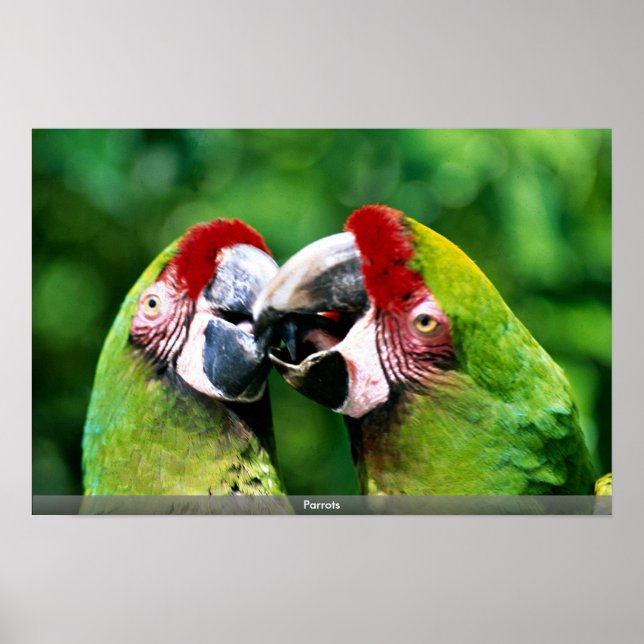 Parrots Poster (Front)