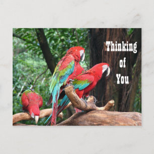 Parrots thinking of you postcard