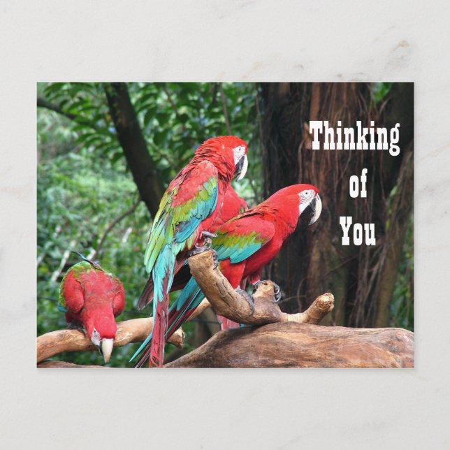 Parrots thinking of you postcard (Front)