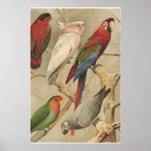 Parrots Vintage Tropical Birds Colorful  Poster