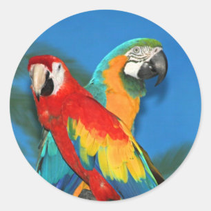 Parrots X Classic Round Sticker