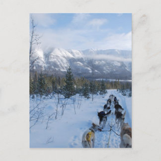 ParrotSleds - Landscape Postcard
