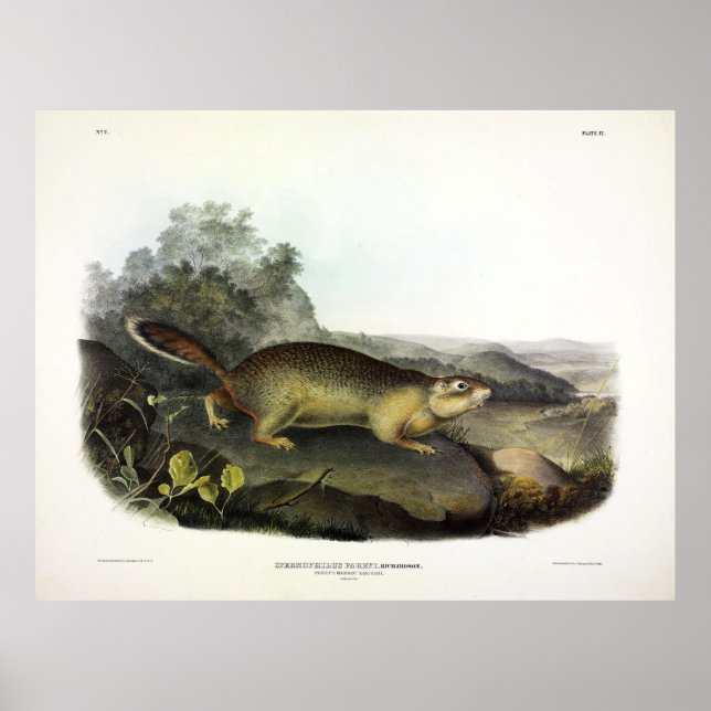 Parry's Marmot Squirrel or Arctic Ground Squirrel Poster (Front)