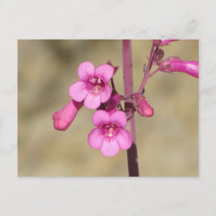 Parry's Penstemon Postcard