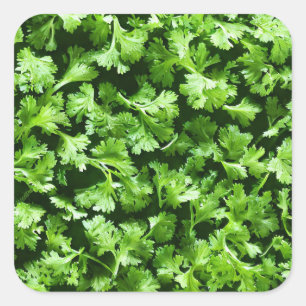 Parsley Classic Round Sticker